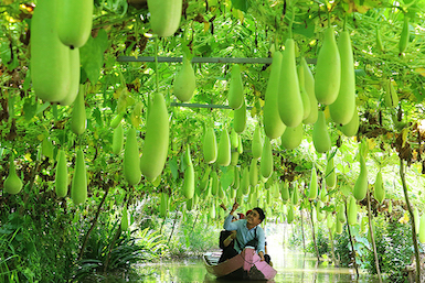 Du lịch nông thôn-xu hướng đáng khuyến khích