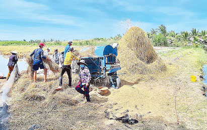 Mùa vàng trên đồng đất lúa-tôm