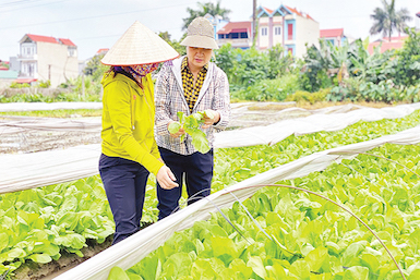 Phát triển kinh tế trang trại góp phần sử dụng hiệu quả đất đai